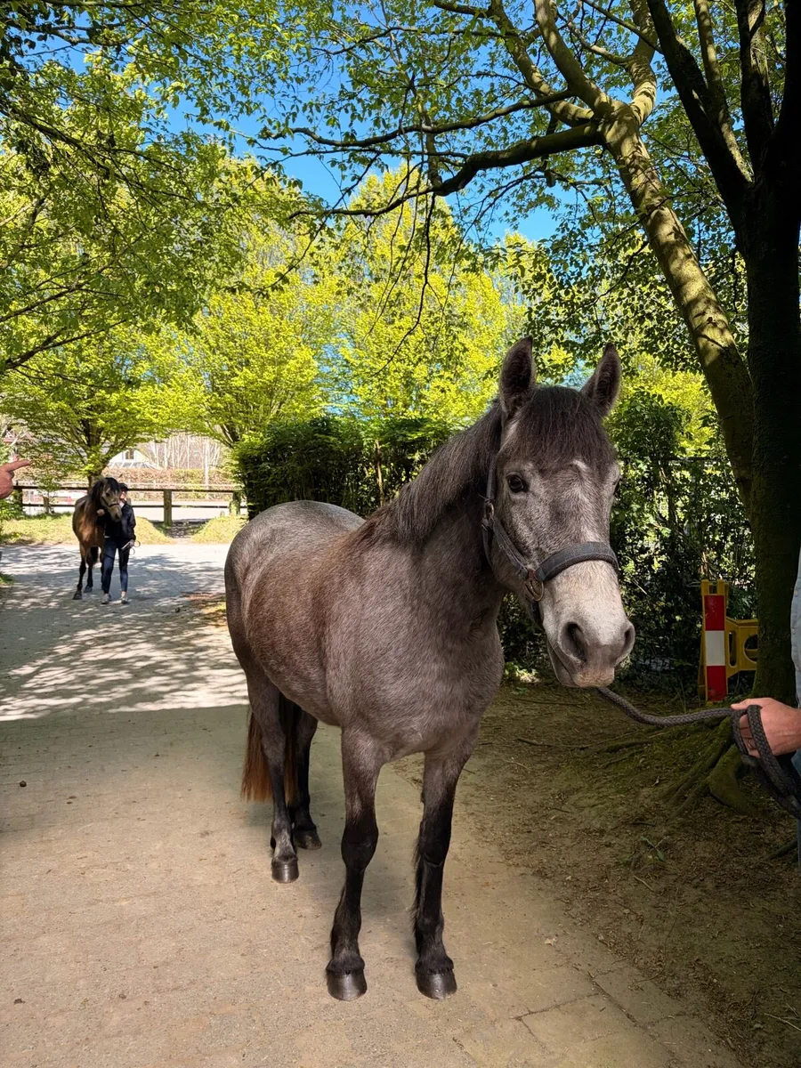 Connemara Filly - Image 1
