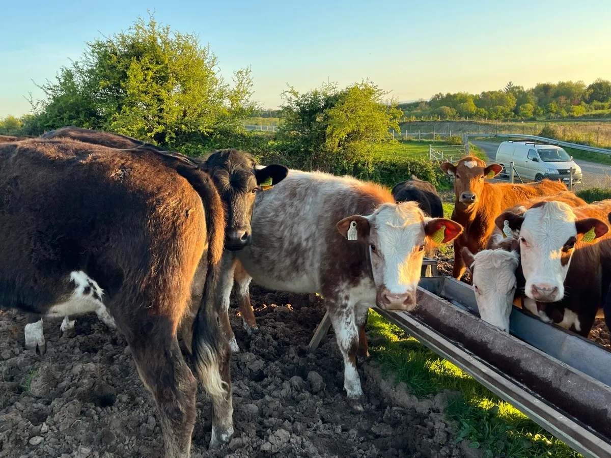 ⭐️17 outstanding weanling heifers for sale ⭐️ - Image 4