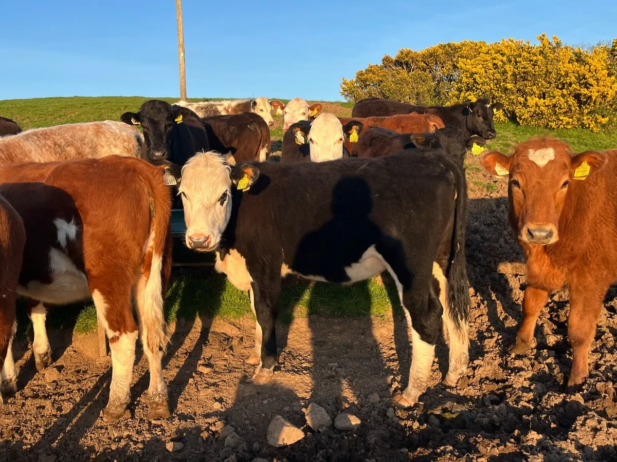 ⭐️17 outstanding weanling heifers for sale ⭐️ - Image 2