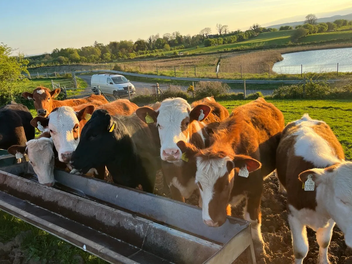 ⭐️17 outstanding weanling heifers for sale ⭐️ - Image 3