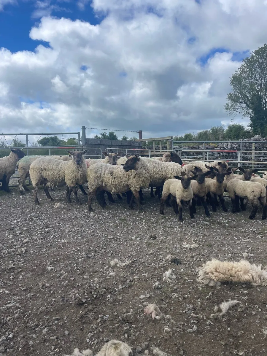 Ewes and lambs - Image 1