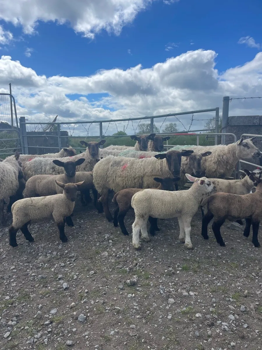 Ewes and lambs - Image 2