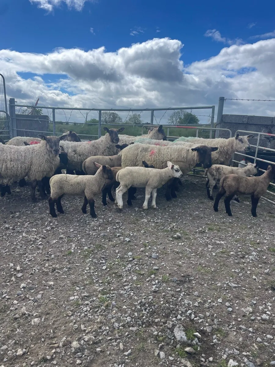Ewes and lambs - Image 3