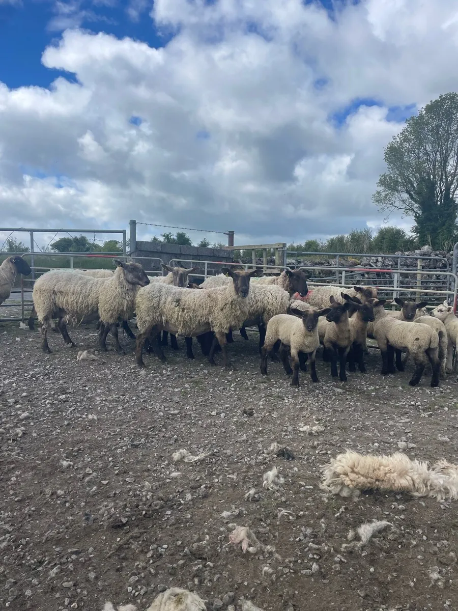 Ewes and lambs - Image 4