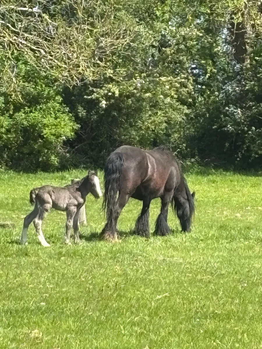 13h Black Cob with filly foal - Image 1