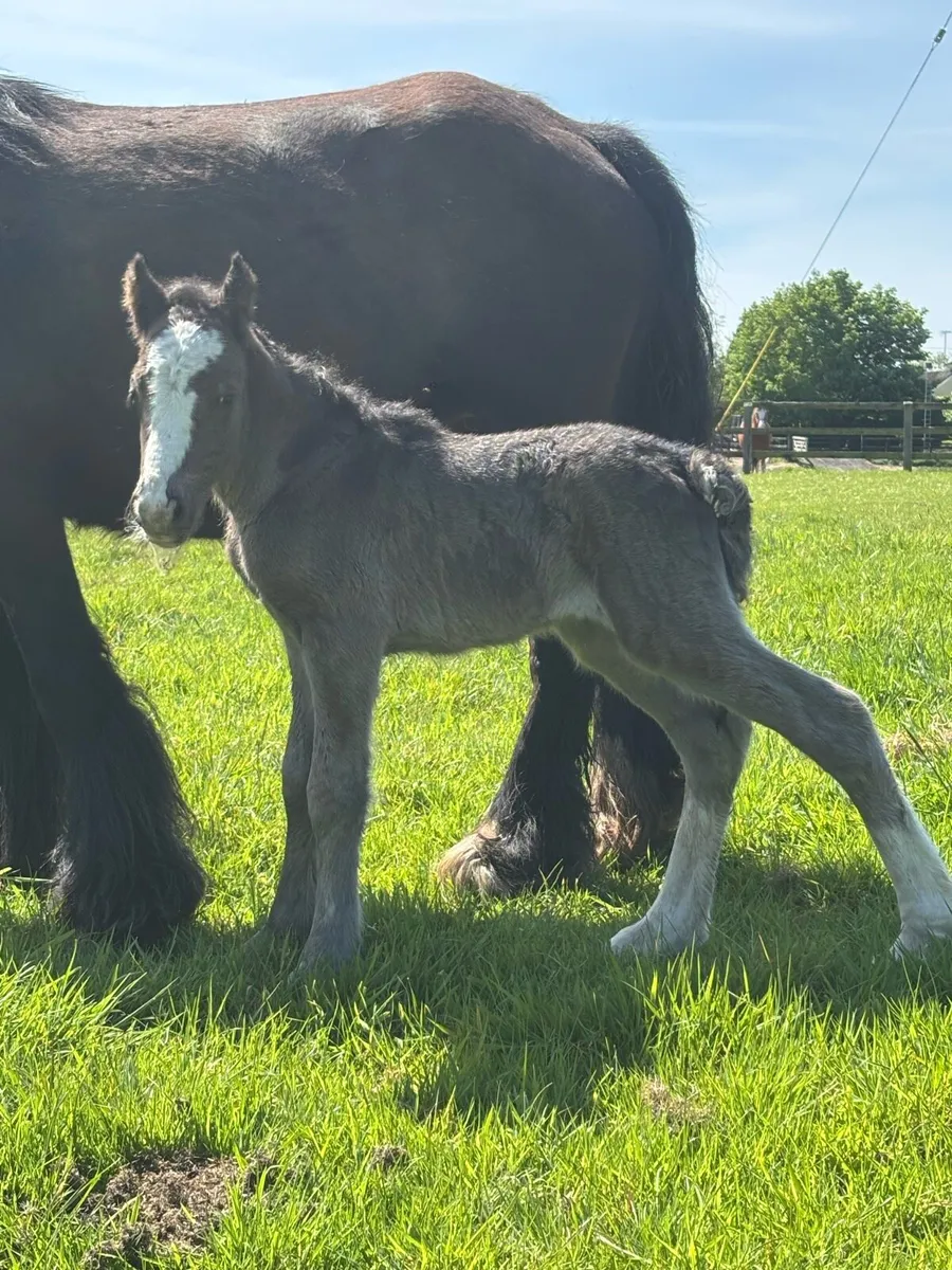 13h Black Cob with filly foal - Image 4