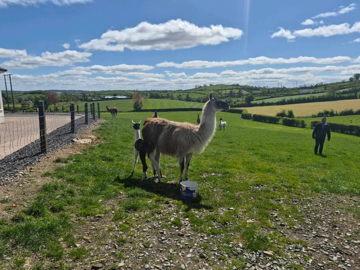 Llamas - Image 1