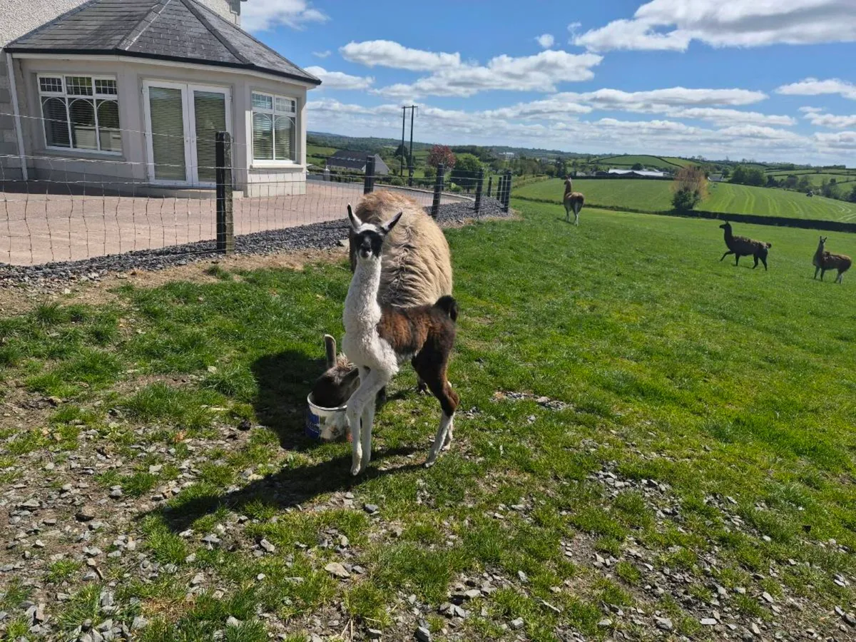 Llamas - Image 4