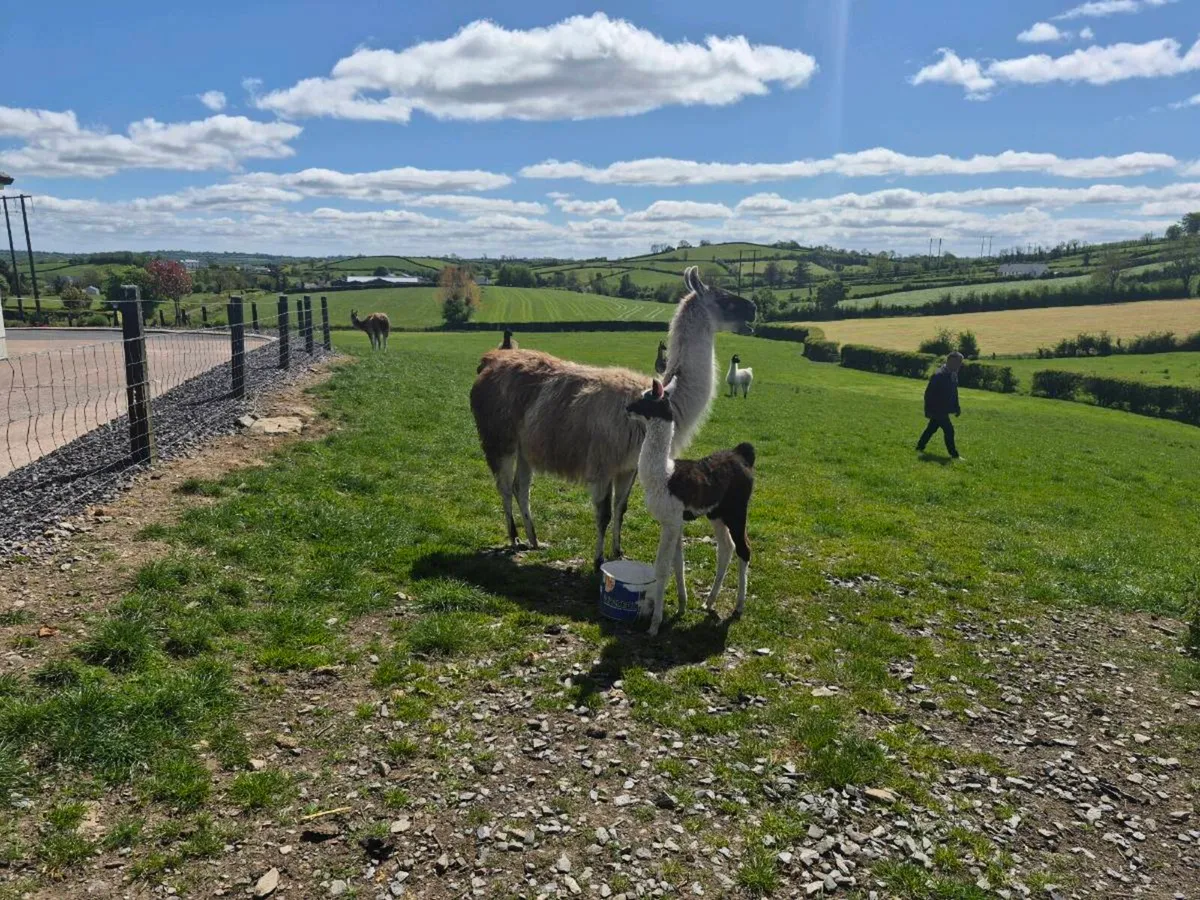 Llamas - Image 2