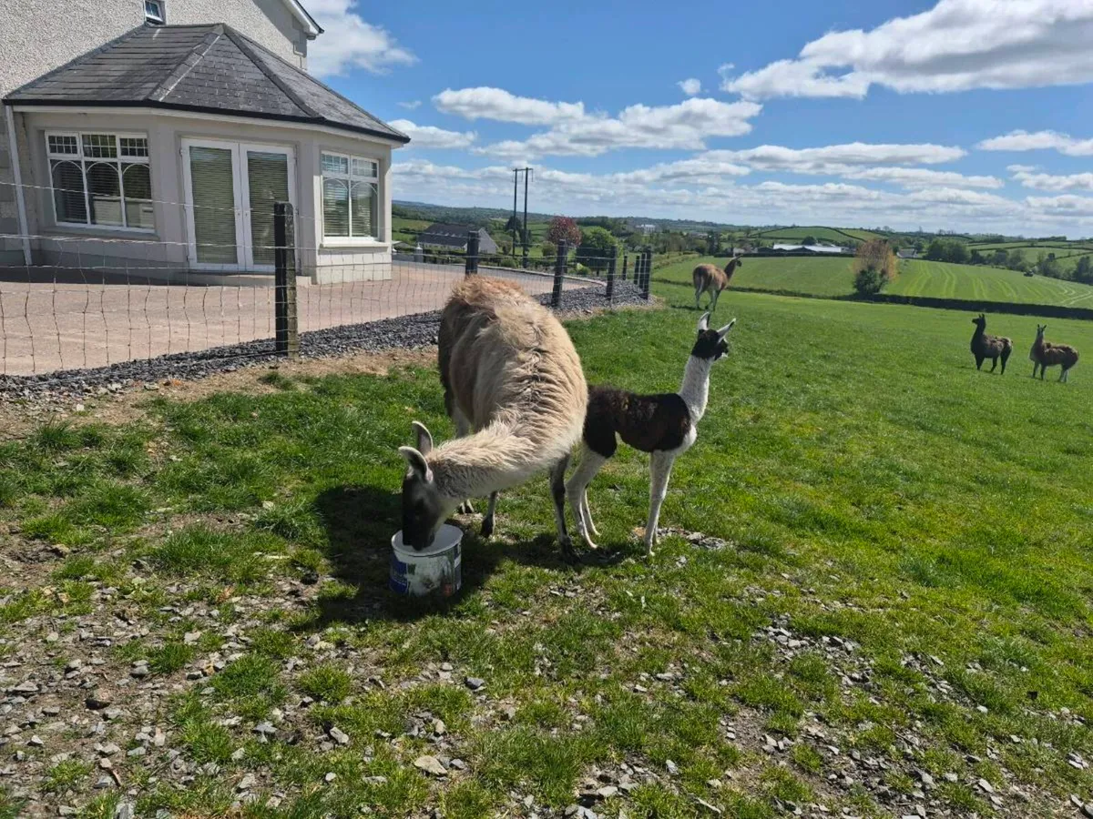 Llamas - Image 3
