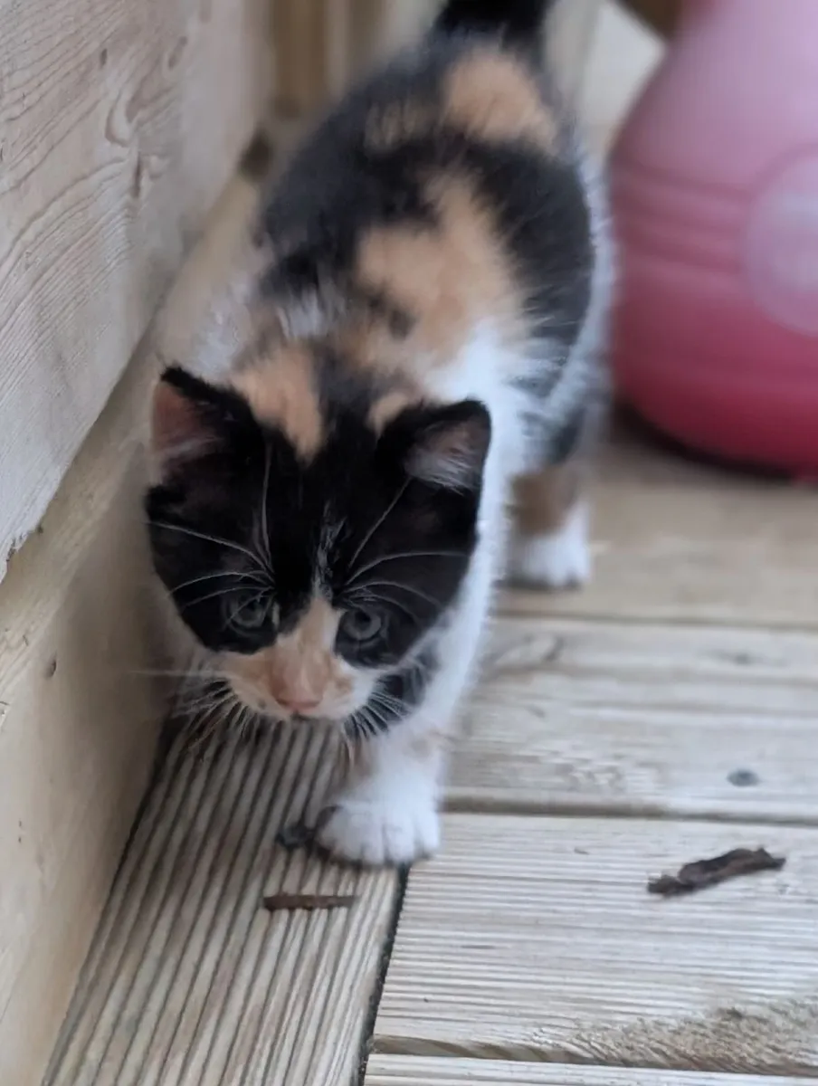 Kittens - Image 1