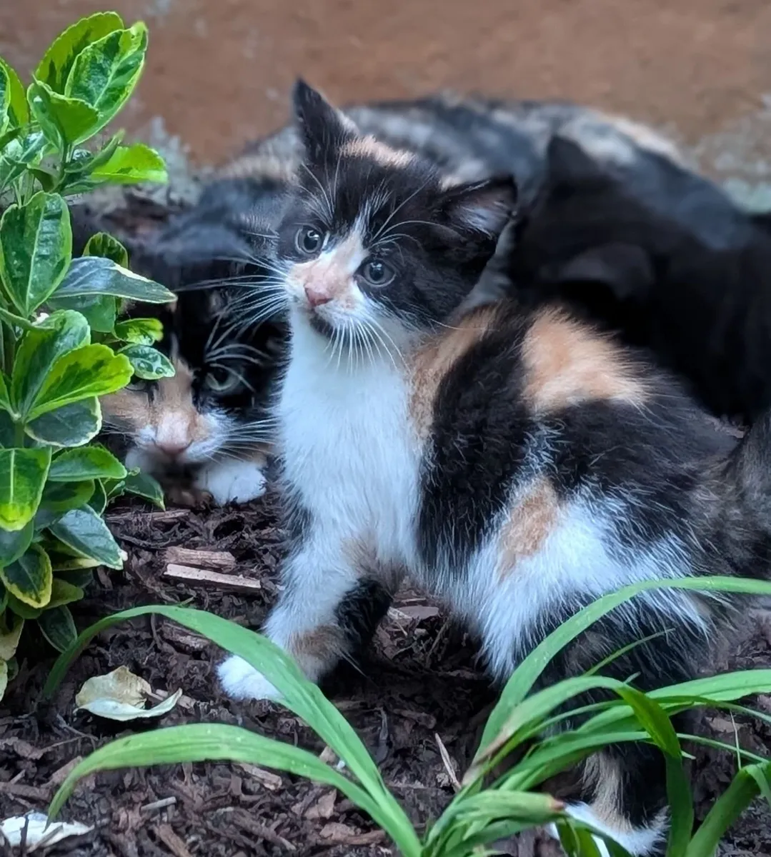 Kittens - Image 2