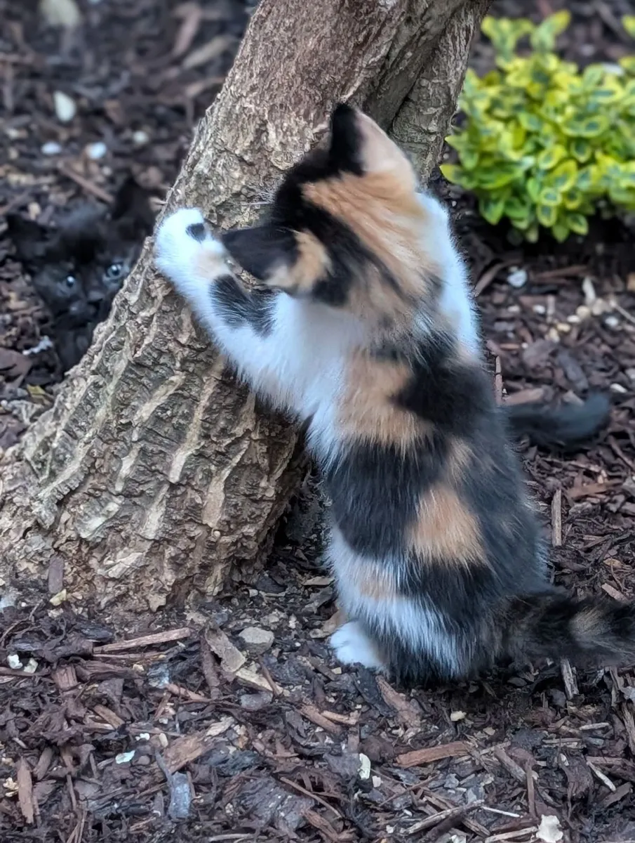 Kittens - Image 3