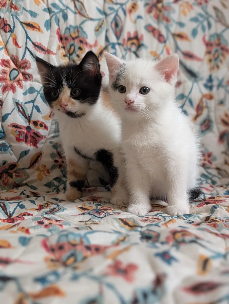 Kittens - Image 4