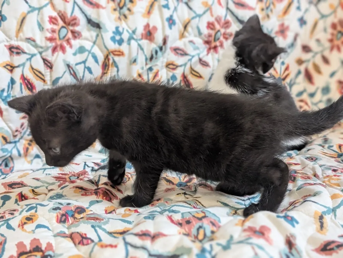 Kittens - Image 2