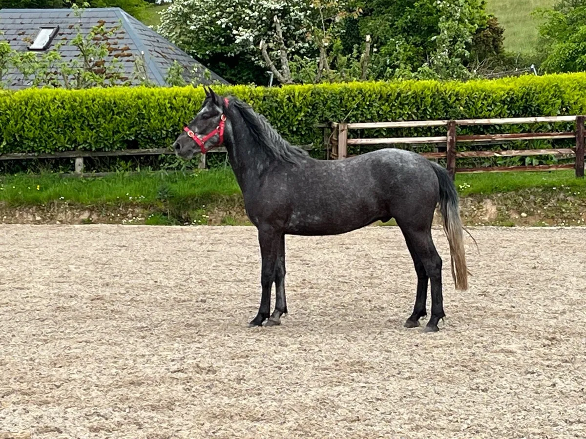 Connemara pony - Image 1