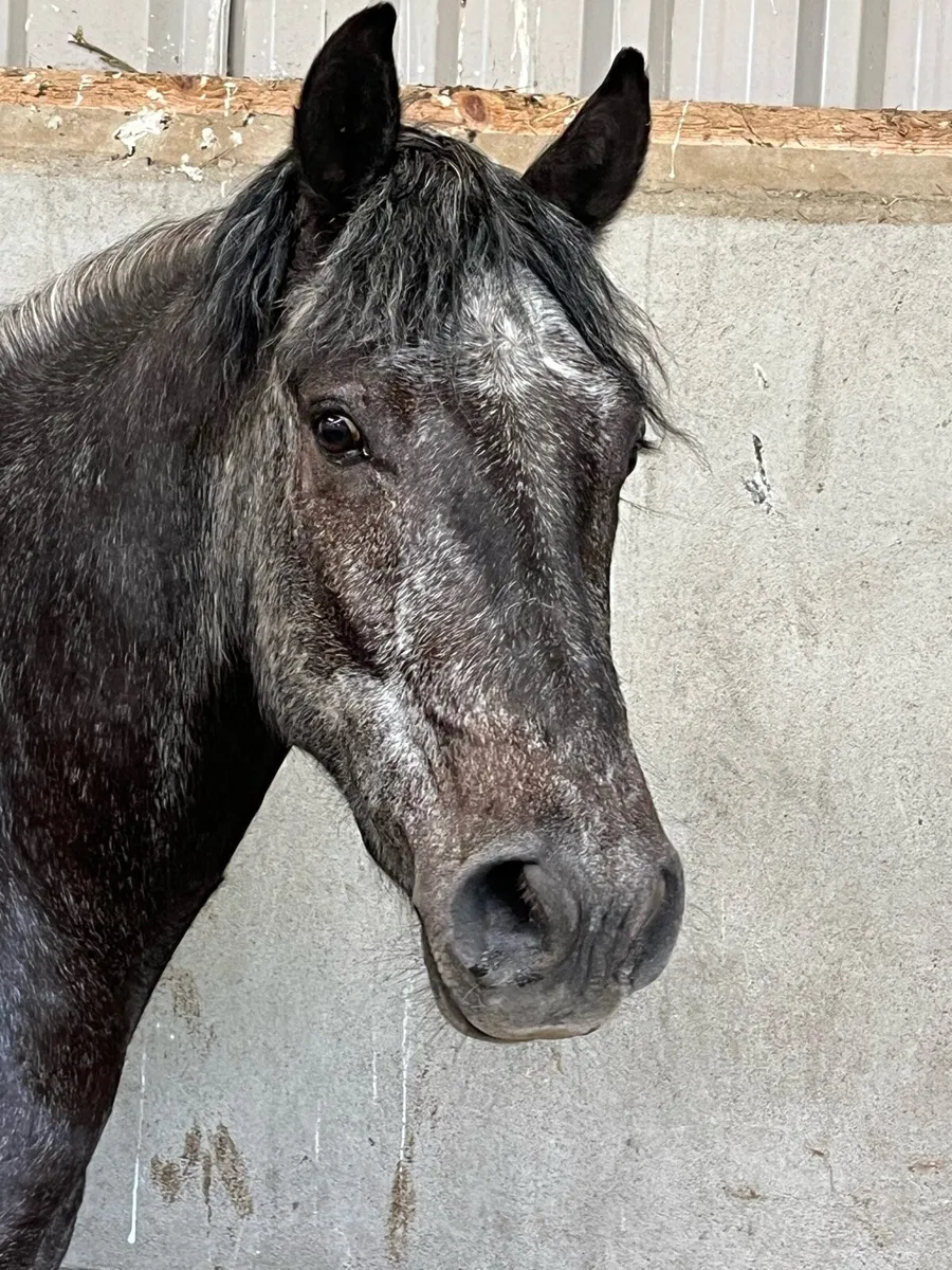 Connemara pony - Image 2