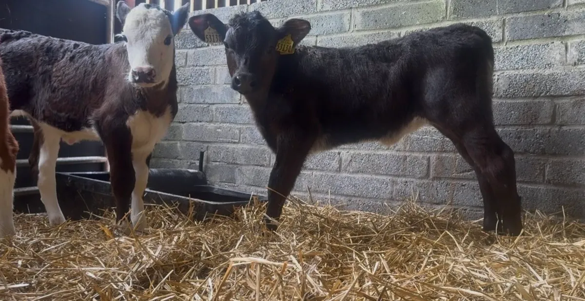 2 smashing shorthorn heifer calves - Image 3