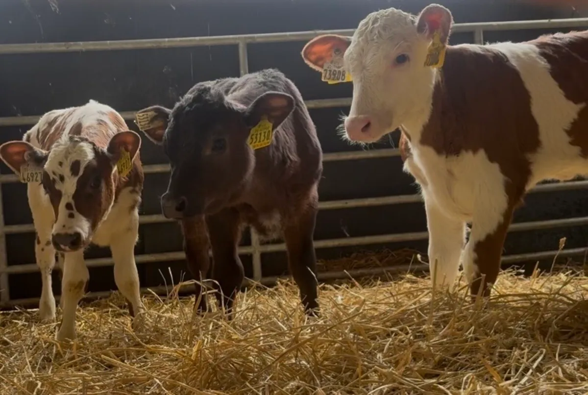 2 smashing shorthorn heifer calves - Image 4