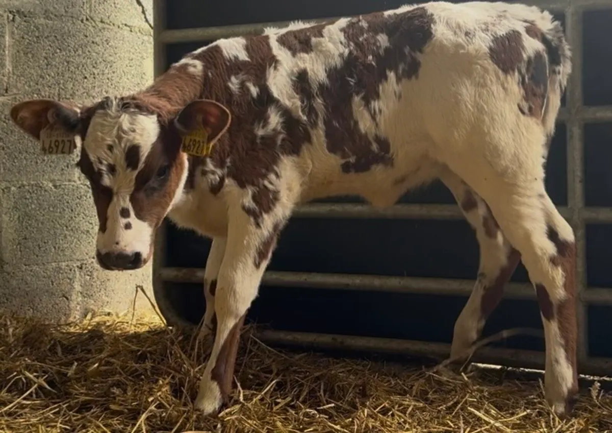 2 smashing shorthorn heifer calves - Image 1