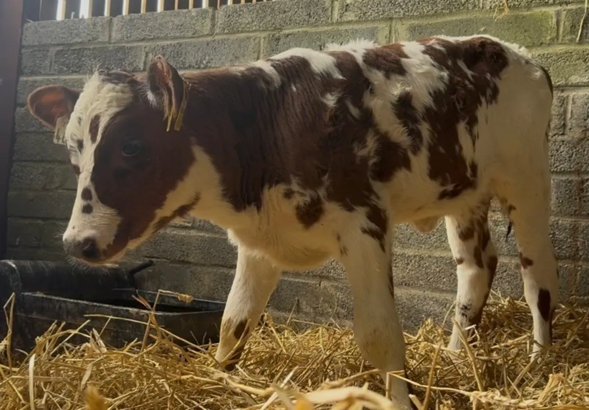 2 smashing shorthorn heifer calves - Image 2