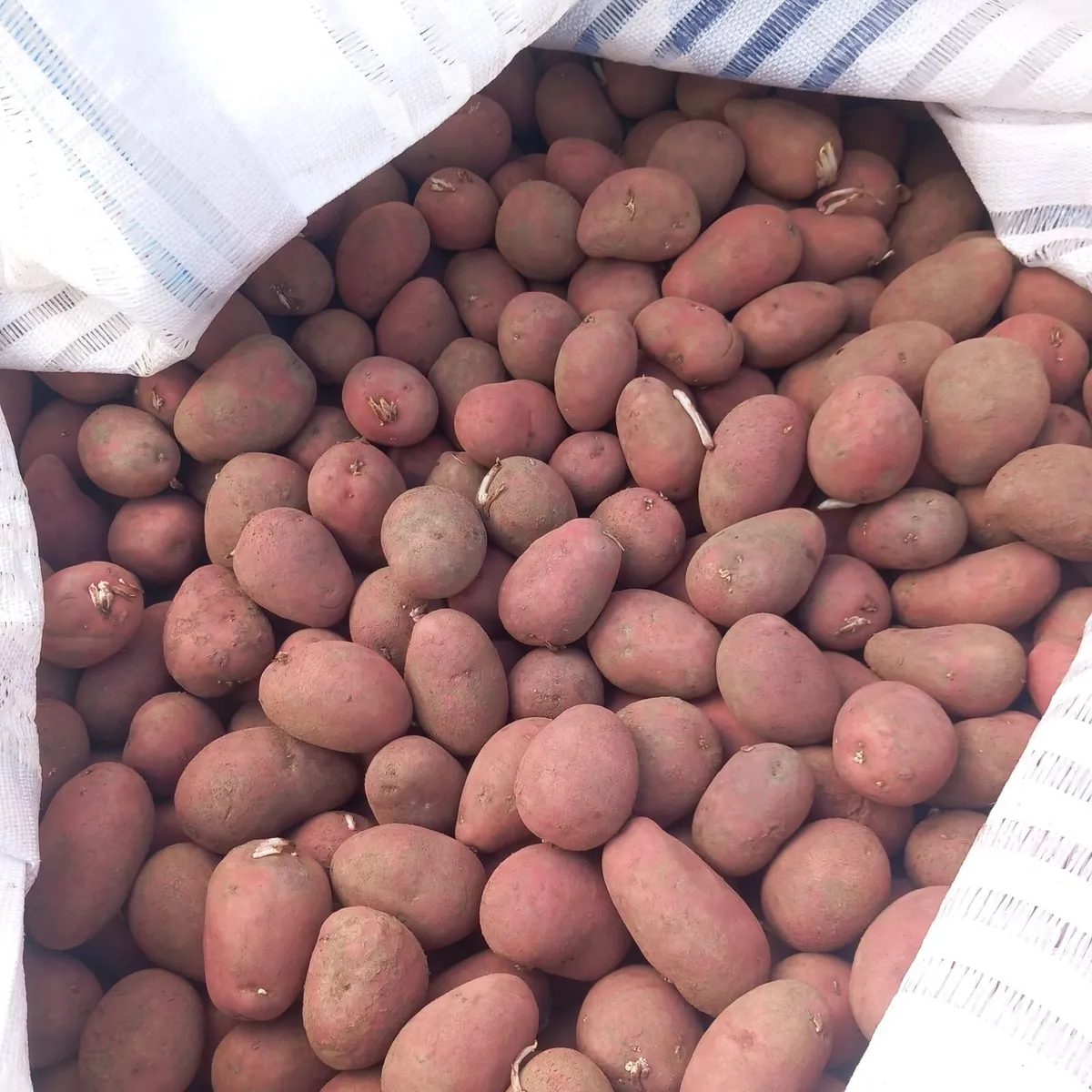 Rooster Seed Potatoes