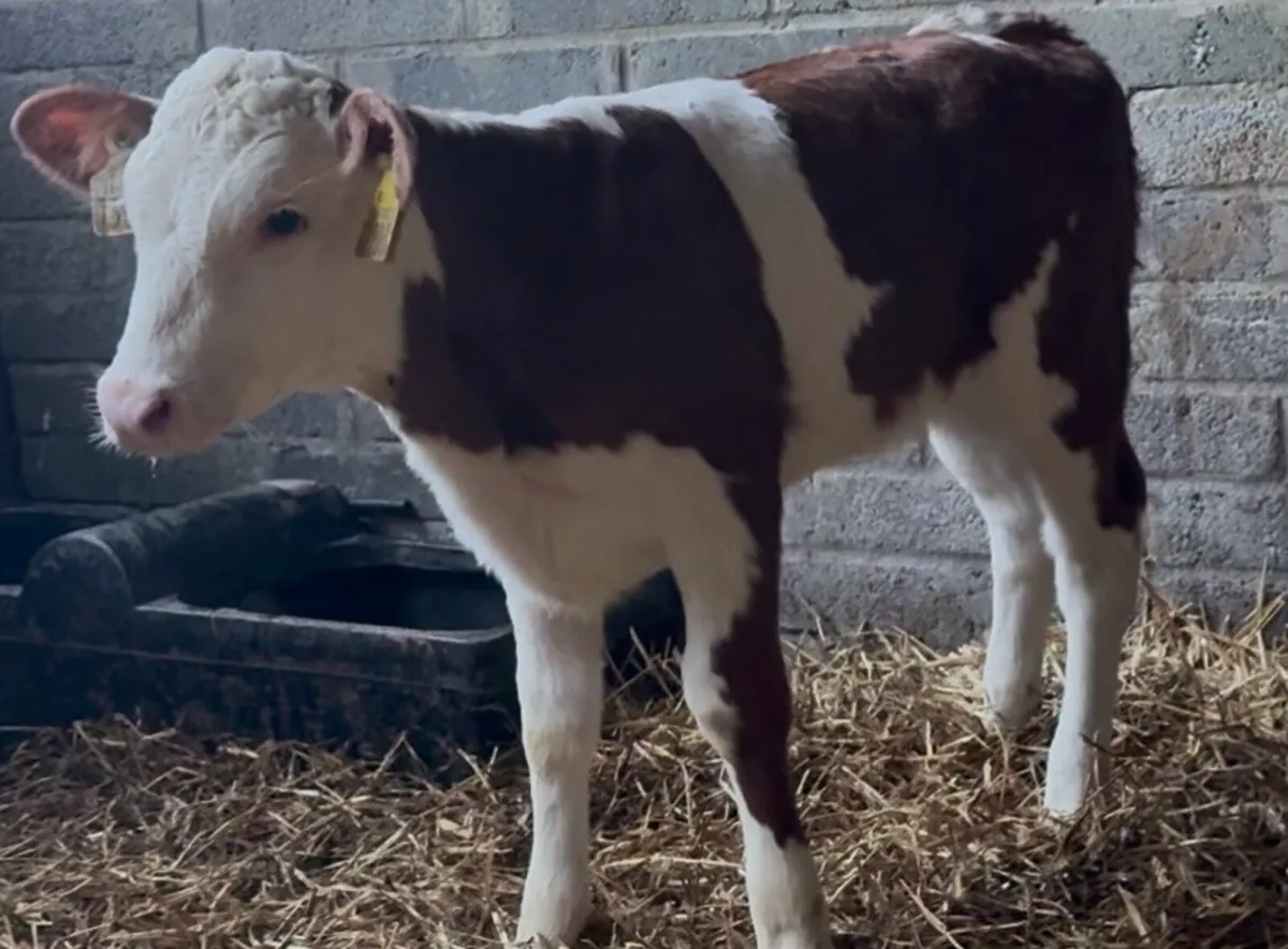 4 wh heifer calves - Image 1