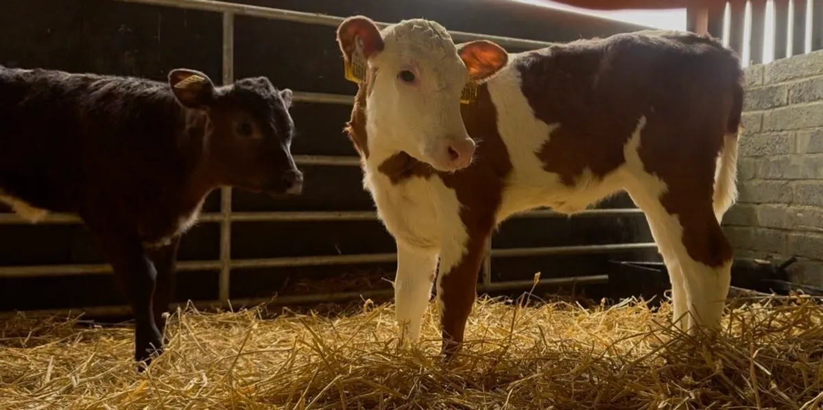 4 wh heifer calves - Image 2