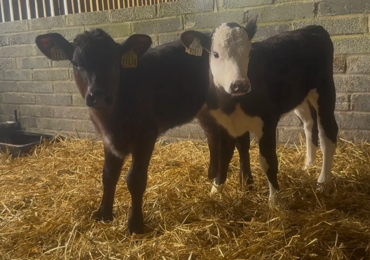 4 wh heifer calves - Image 4