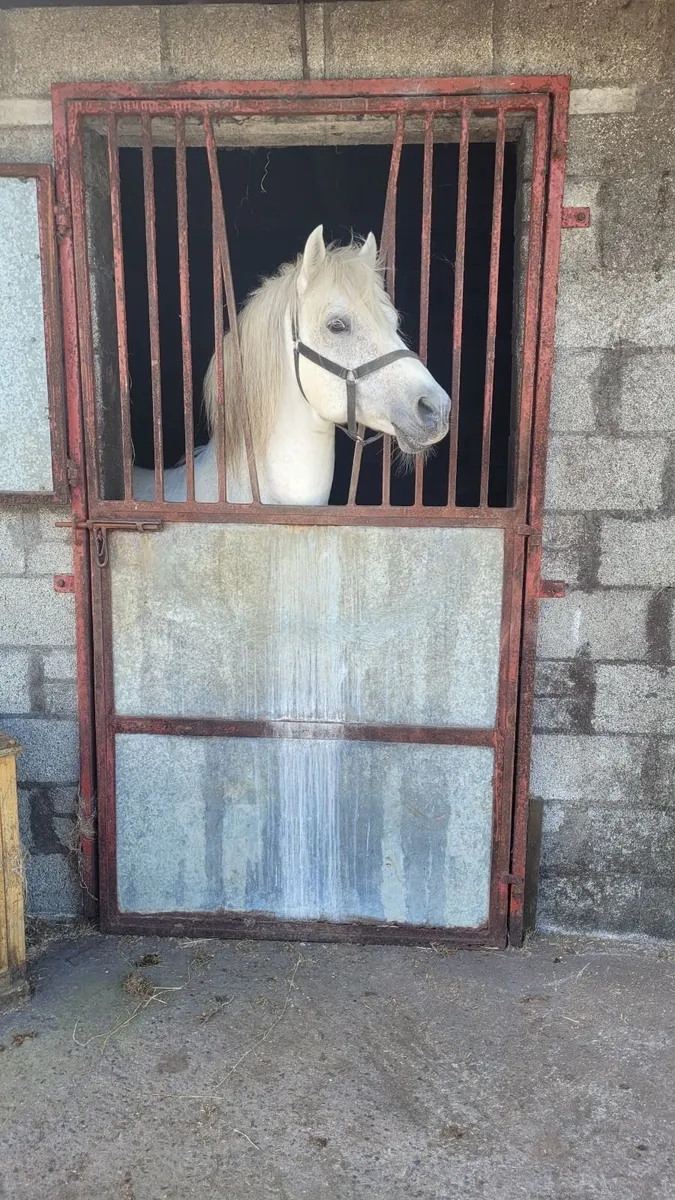 Connemara Stallion at Stud - Image 1