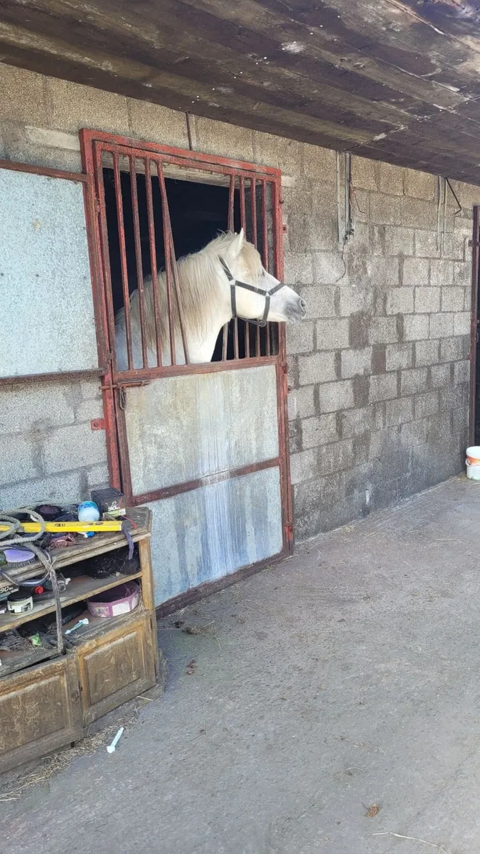Connemara Stallion at Stud - Image 2