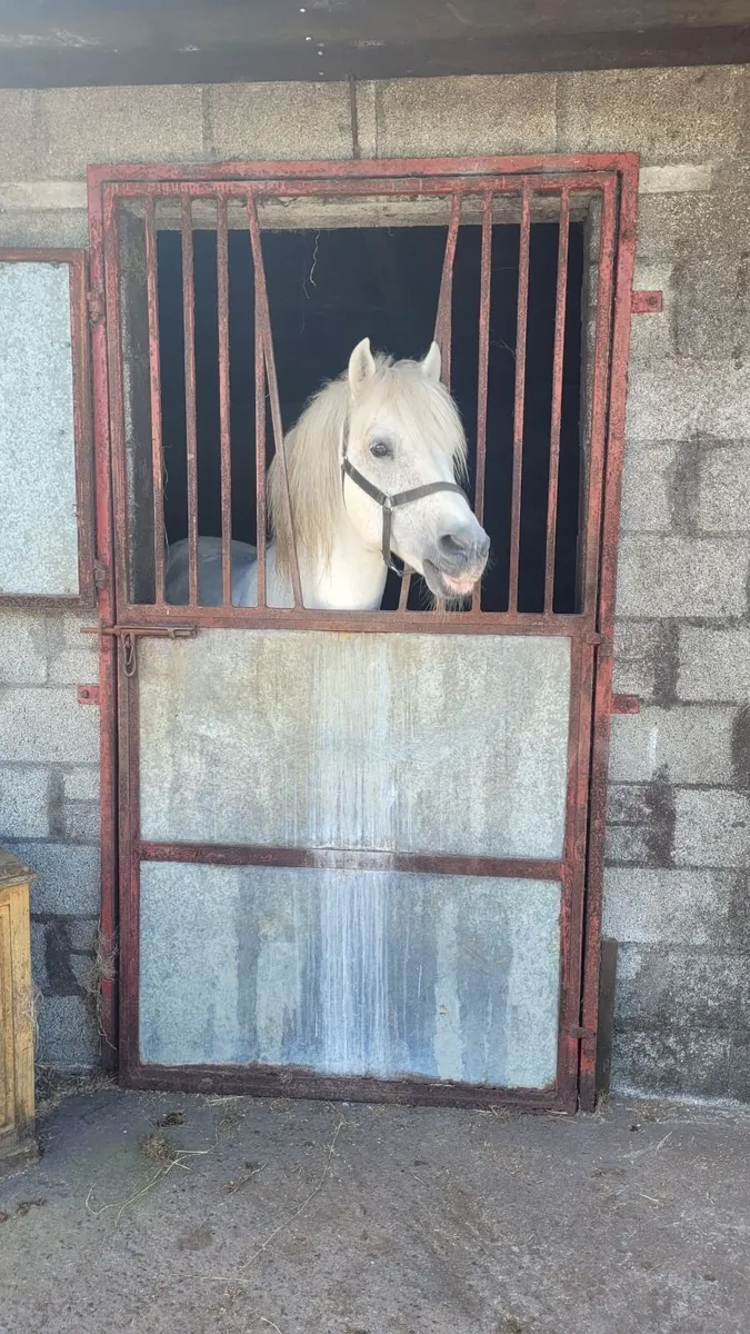 Connemara Stallion at Stud - Image 3