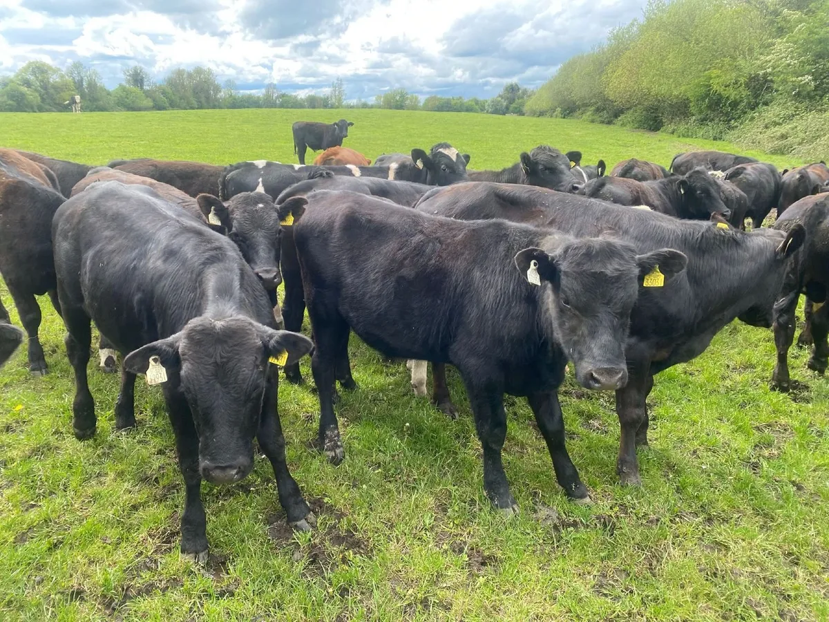 Beef cattle - Image 3