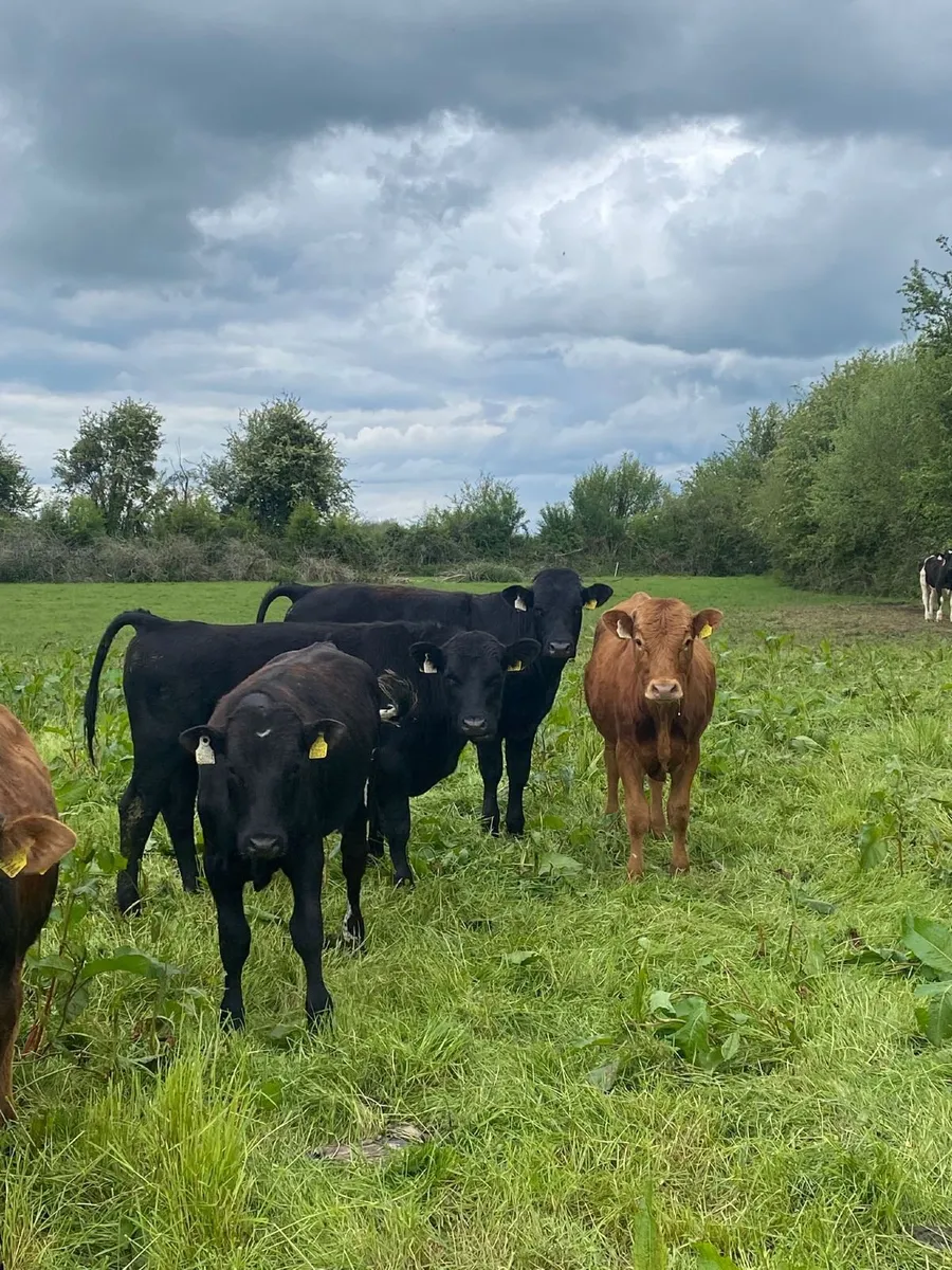 Beef cattle - Image 2