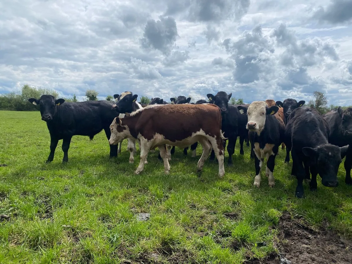 Beef cattle - Image 4