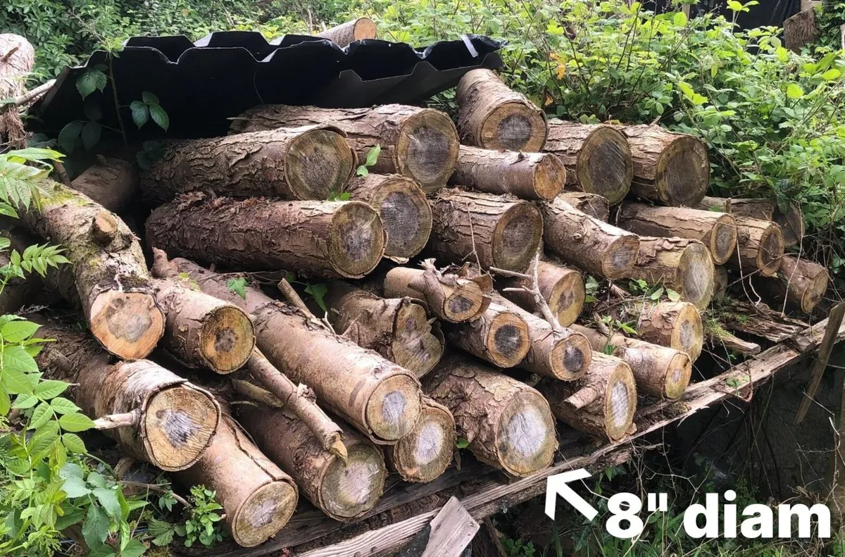 Fire wood - Image 3