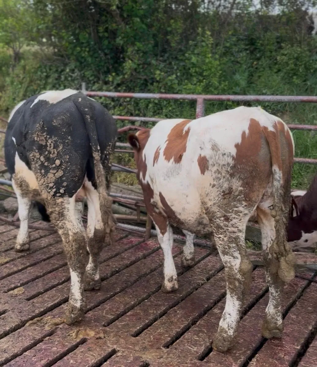 10 Bullocks For Sale - Image 2