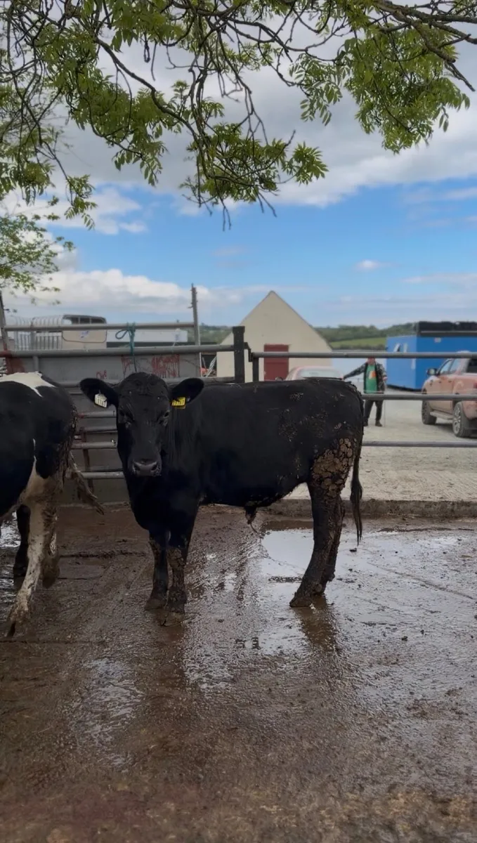 10 Bullocks For Sale - Image 3