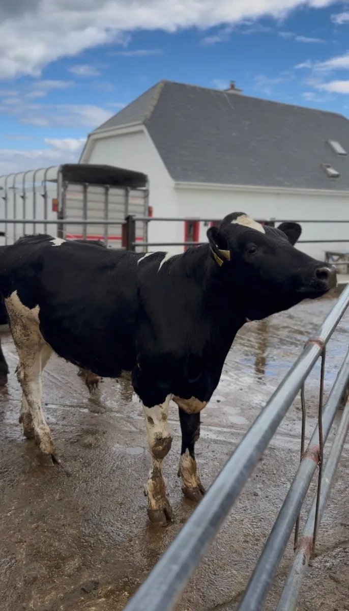 10 Bullocks For Sale - Image 1