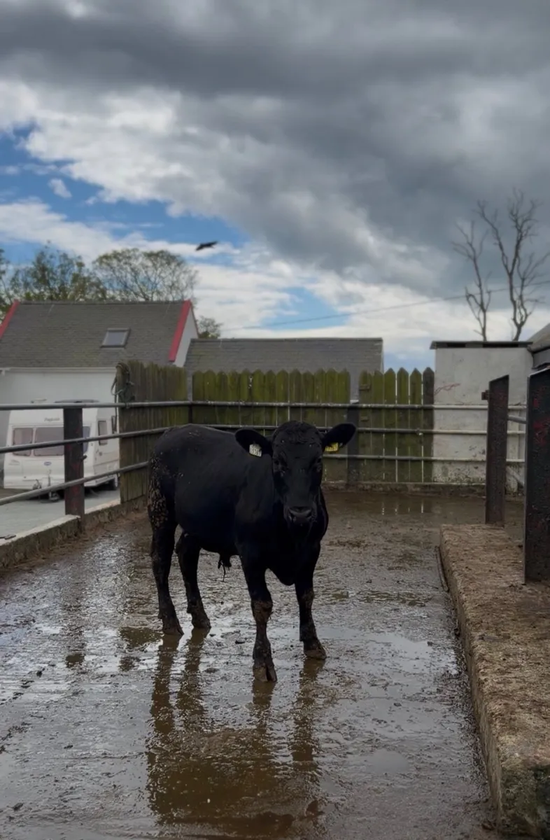 10 Bullocks For Sale - Image 4