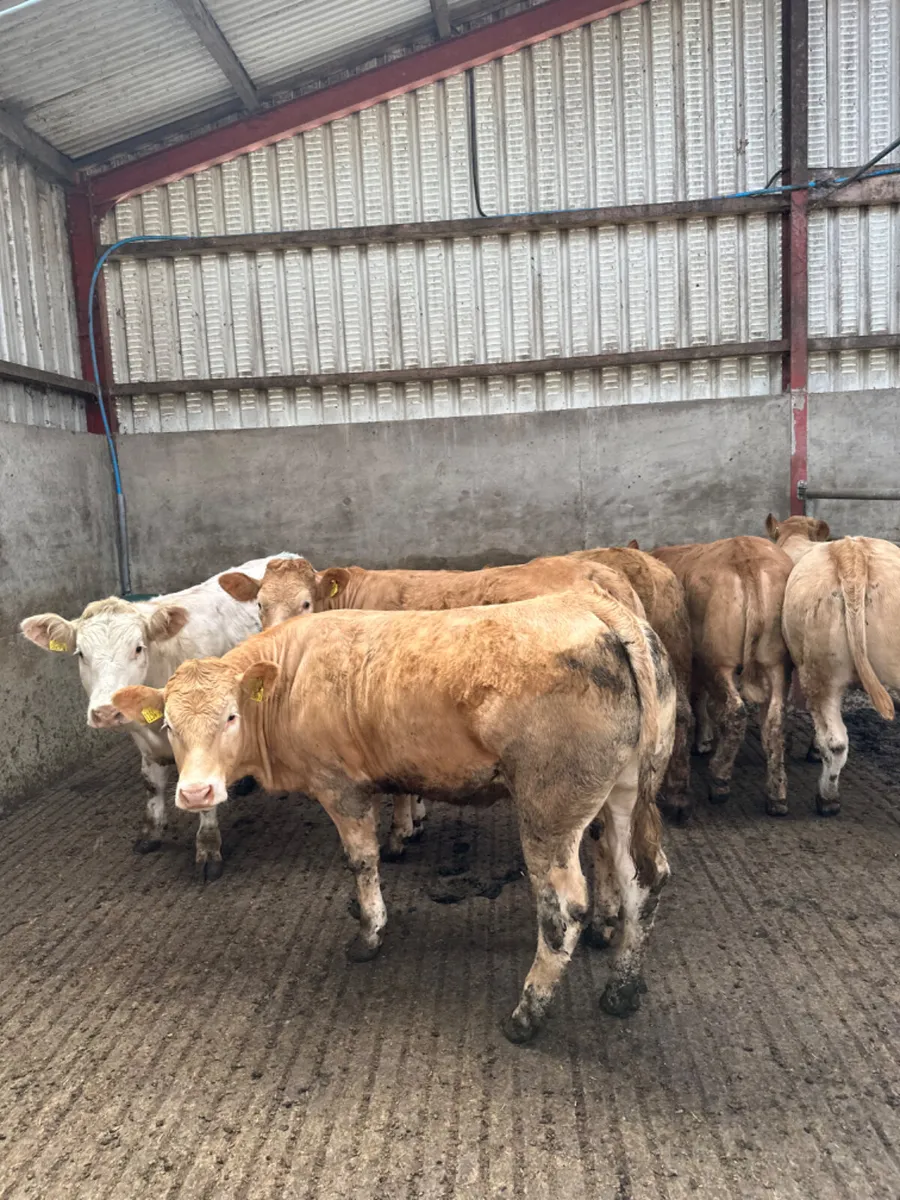 Charolais heifers - Image 2