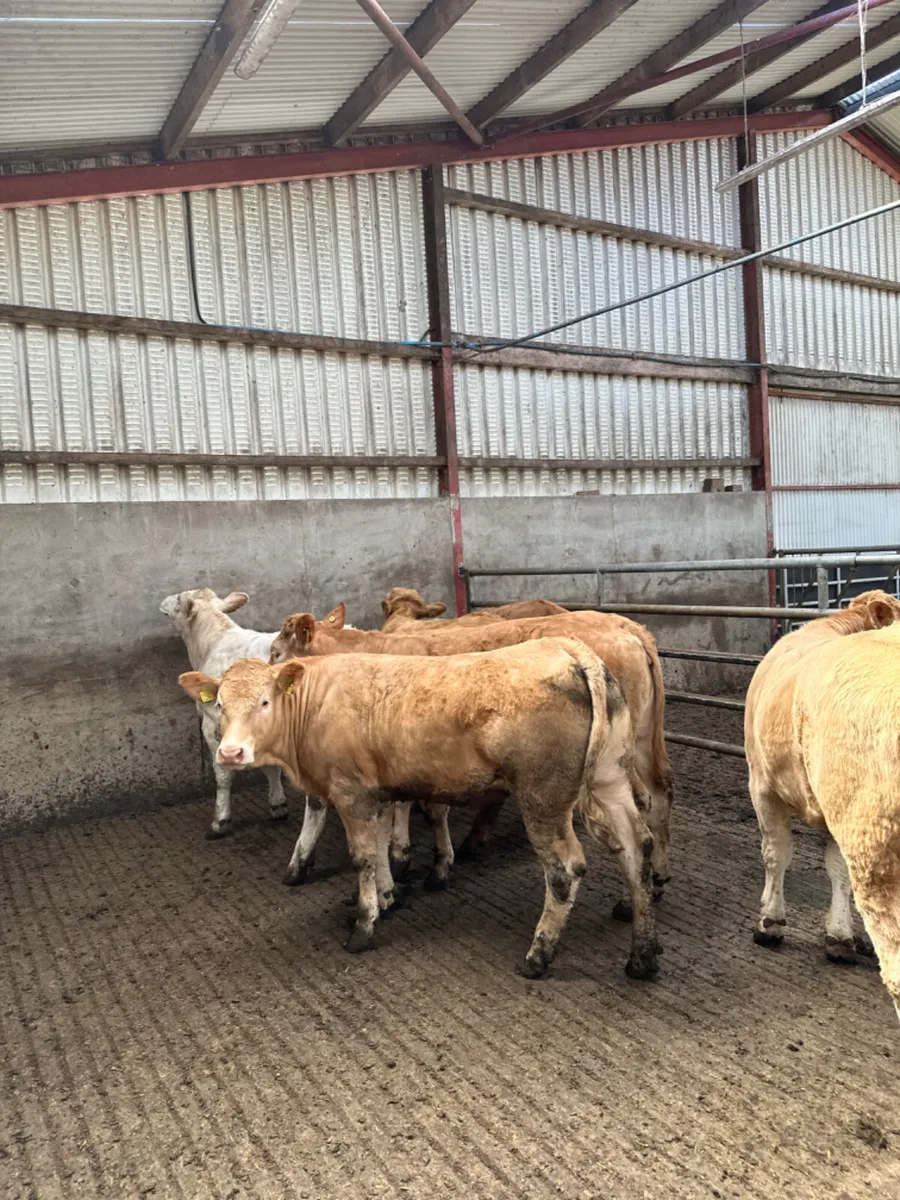 Charolais heifers - Image 3
