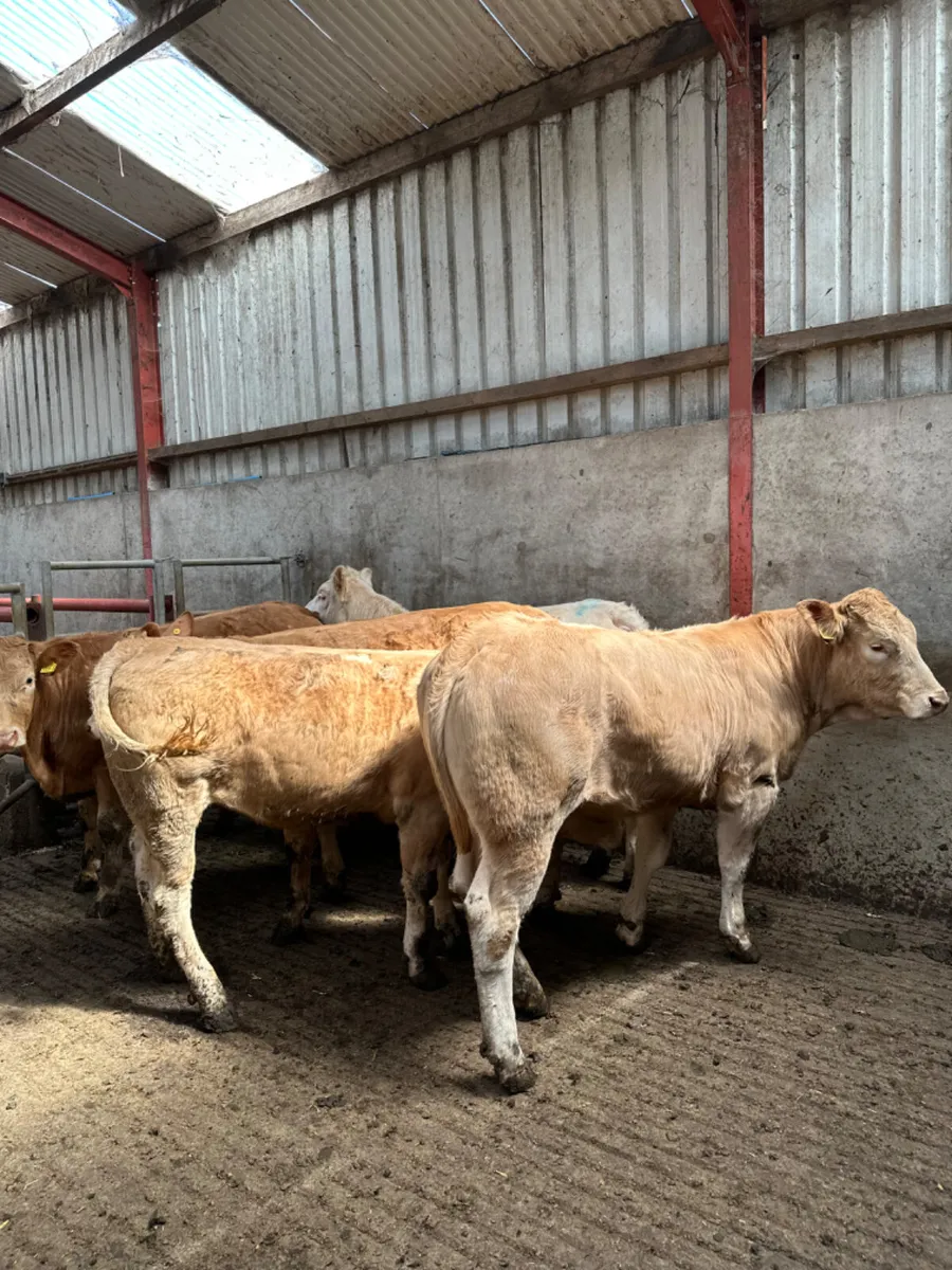 Charolais heifers - Image 4