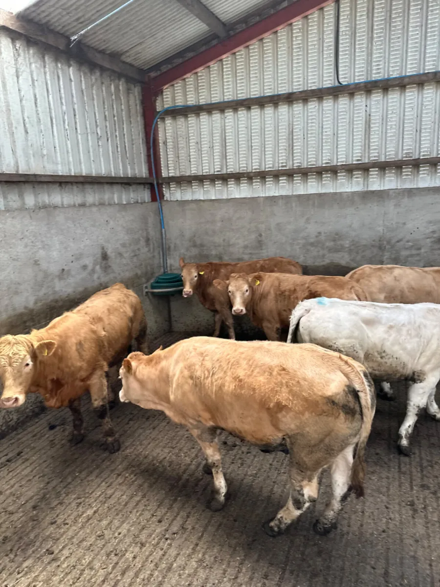 Charolais heifers - Image 1
