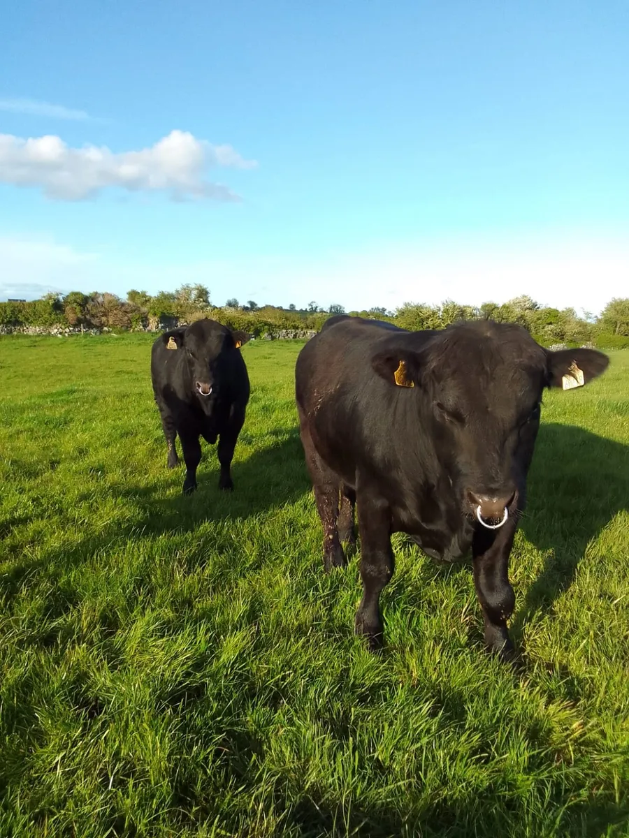 PBR Angus bulls - Image 1