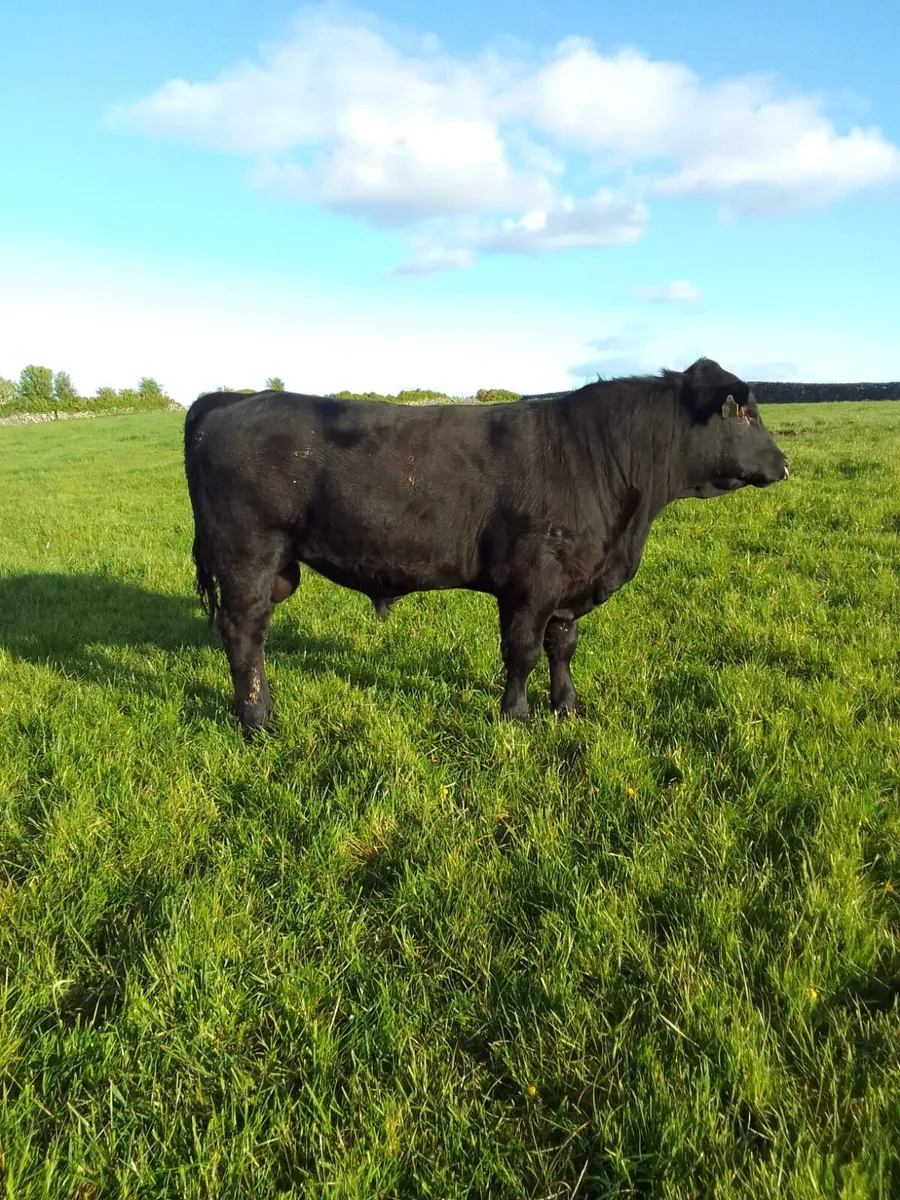 PBR Angus bulls - Image 2
