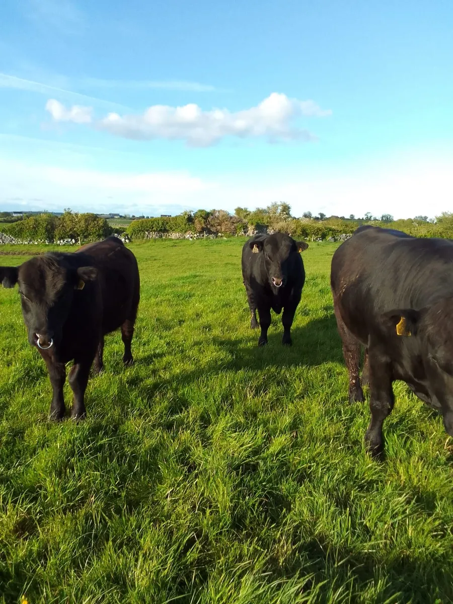 PBR Angus bulls - Image 3