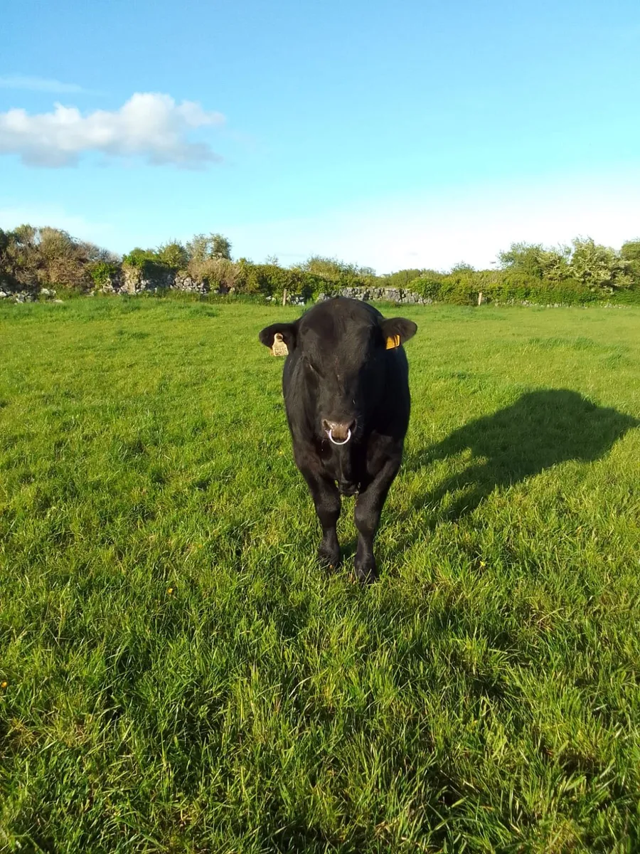 PBR Angus bulls - Image 4