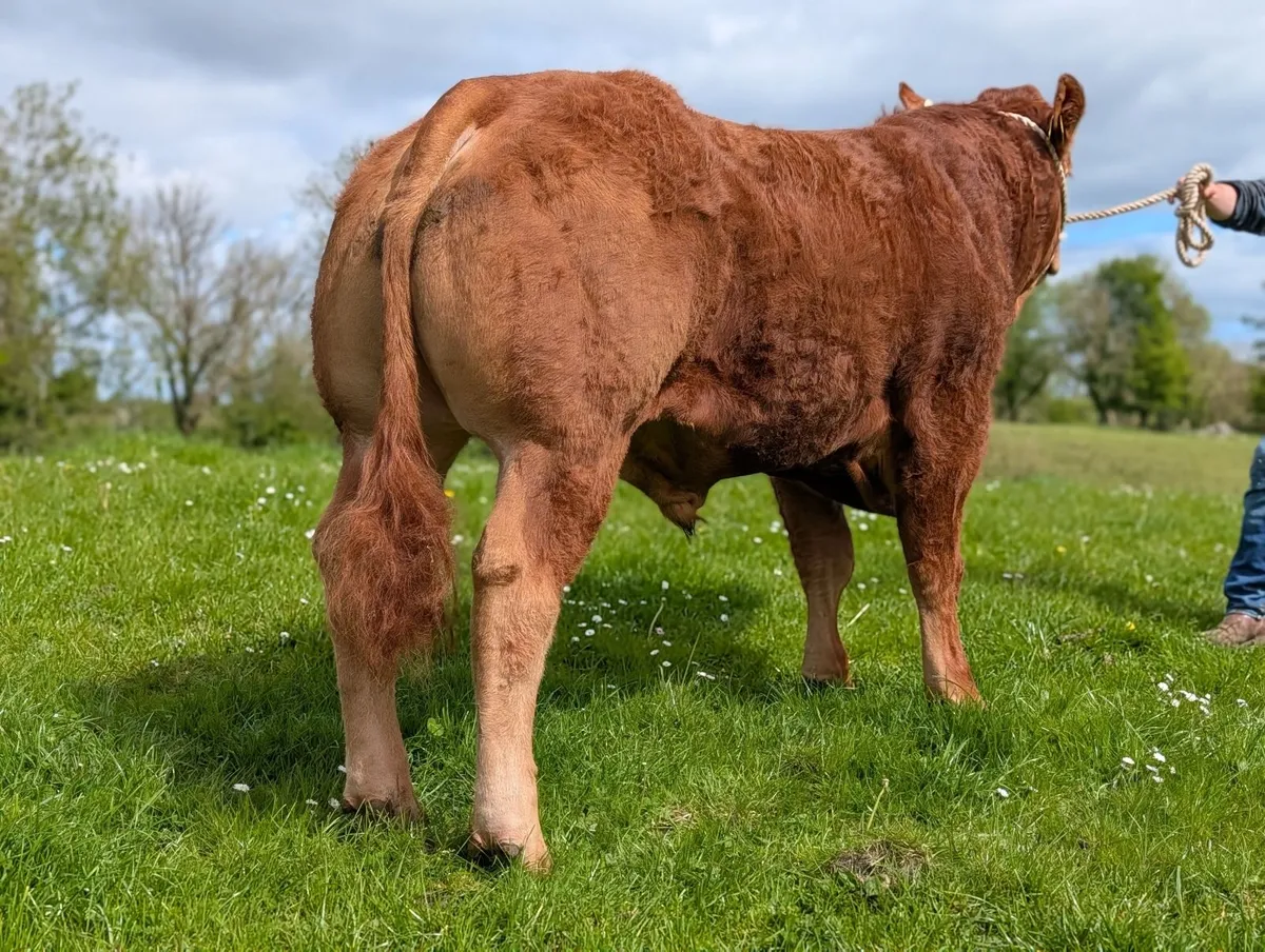 Pedigree Limousin Bull - Image 2