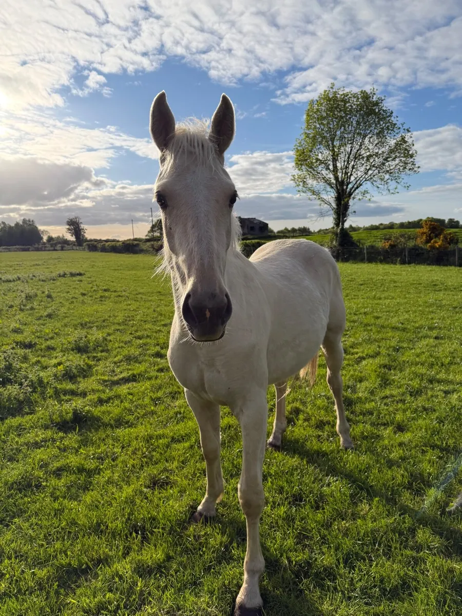 Palomino ISH Gelding - Image 3